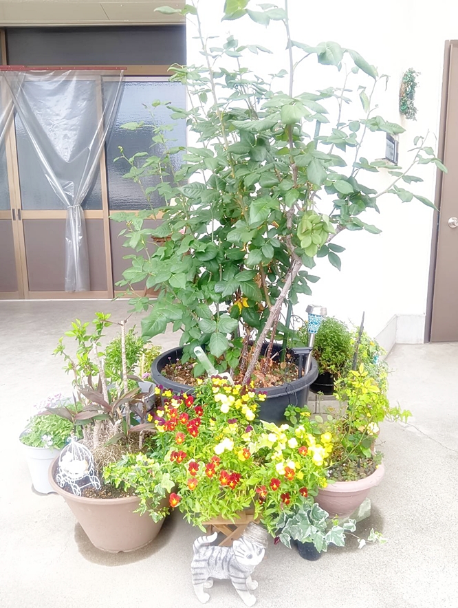 教会花壇